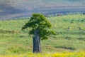 New growth - tree growing out of old stump Royalty Free Stock Photo