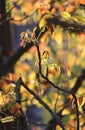 New Growth Walnut Tree in Spring Royalty Free Stock Photo