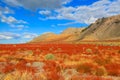 New growth after wild fires in Eastern Sierra mountains