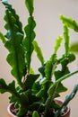 New growth on a zig zag cactus fishbone cactus, Epiphyllum Anguliger.