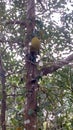 Trees Of Jackfruits