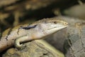 New Guinea blue-tongued skink Royalty Free Stock Photo