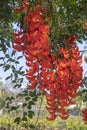 New Guinea Creeper or Red Jade Vine in backyard Royalty Free Stock Photo