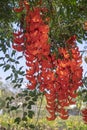 New Guinea Creeper or Red Jade Vine in backyard