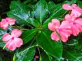 New guinea or hawkeri impatients blooming after the rain Royalty Free Stock Photo