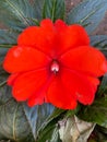 New guinea impatiens in bloom closeup view of it