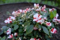 New Guinea Impatiens. Busy Lizzie Royalty Free Stock Photo