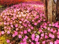 New Guinea Impatiens flowers Royalty Free Stock Photo