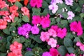 New Guinea Impatiens flowers Royalty Free Stock Photo