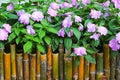 New guinea impatiens flowers  blooming in garden on bamboo fence background Royalty Free Stock Photo