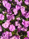 new guinea impatiens flowers blooming muted pink