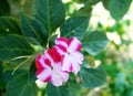 New Guinea Impatiens flowers