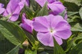 New Guinea Impatiens Impatiens hawkeri blooming in the spring garden. The flowering plant with pink five-petalled flowers Royalty Free Stock Photo