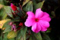 New Guinea impatiens or Impatiens hawkeri flowering plant with single open large dark pink flower surrounded with closed flower Royalty Free Stock Photo