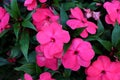 New Guinea impatiens or Impatiens hawkeri flowering plant with large pink flowers and thick petals Royalty Free Stock Photo