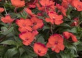 New Guinea Impatiens orange blooms