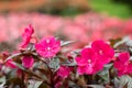 New Guinea Impatiens pink