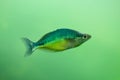 New Guinea rainbowfish Melanotaenia affinis Royalty Free Stock Photo