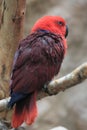 New Guinea red-sided eclectus parrot Royalty Free Stock Photo