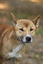 New guinea singing dog Royalty Free Stock Photo