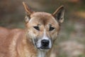 New Guinea singing dog