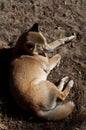 New Guinea Singing dog Royalty Free Stock Photo