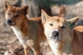 New Guinea Singing Dog Royalty Free Stock Photo