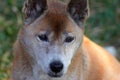 New Guinea Singing Dog Royalty Free Stock Photo