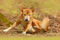 New Guinea singing dog, Canis dingo hallstromi, in the nature habitat during sunny day. Wild dingo in the forest, Australia. Royalty Free Stock Photo