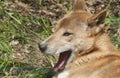 New Guinea Singing Dog Royalty Free Stock Photo