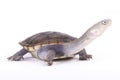 New Guinea snake-necked turtle, Chelodina novaeguineae Royalty Free Stock Photo