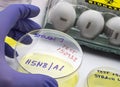 New H5N8 strain of avian influenza spread in humans, scientist with infected egg