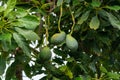 New harvest on avocado trees plantations on La Palma island, Canary islands, Spain Royalty Free Stock Photo