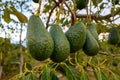 New harvest on avocado trees plantations on La Palma island, Canary islands, Spain Royalty Free Stock Photo