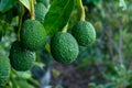 New harvest on avocado trees plantations on La Palma island, Canary islands, Spain