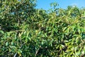 New harvest on avocado trees plantations on La Palma island, Canary islands, Spain Royalty Free Stock Photo