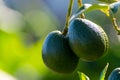 New harvest on avocado trees plantations on La Palma island, Canary islands, Spain Royalty Free Stock Photo