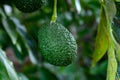 New harvest on avocado trees plantations on La Palma island, Canary islands, Spain Royalty Free Stock Photo