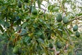New harvest on avocado trees plantations on La Palma island, Canary islands, Spain Royalty Free Stock Photo