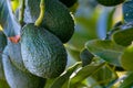 New harvest on avocado trees plantations on La Palma island, Canary islands, Spain Royalty Free Stock Photo