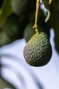 New harvest on avocado trees plantations on La Palma island, Canary islands, Spain Royalty Free Stock Photo