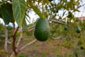 New harvest on avocado trees plantations on La Palma island, Canary islands, Spain Royalty Free Stock Photo