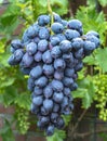 New harvest of blue, purple or red wine or table grape, bunch of ripe grapes on green grape plant background Royalty Free Stock Photo