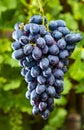 New harvest of blue, purple or red wine or table grape, bunch of ripe grapes on green grape plant background