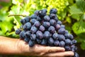 New harvest of blue, purple or red wine or table grape, hand holding bunch of ripe grapes on green grape plant background Royalty Free Stock Photo