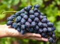 New harvest of blue, purple or red wine or table grape, hand holding bunch of ripe grapes on green grape plant background Royalty Free Stock Photo