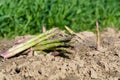 New harvest, bunch of green asparagus sprouts growing on bio farm field in Limburg, Belgium