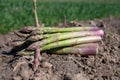 New harvest, bunch of green asparagus sprouts growing on bio farm field in Limburg, Belgium