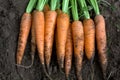 New harvest fresh carrots Royalty Free Stock Photo