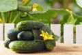 New harvest of fresh gherkins against the background of wooden fence and cucumber leaves. Vegetarian food concept. Copy space Royalty Free Stock Photo